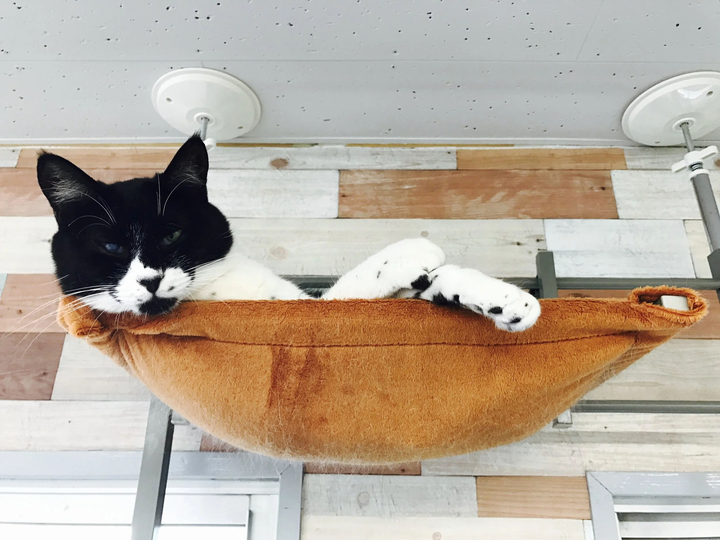 Machineko — The Neighbor's Cat